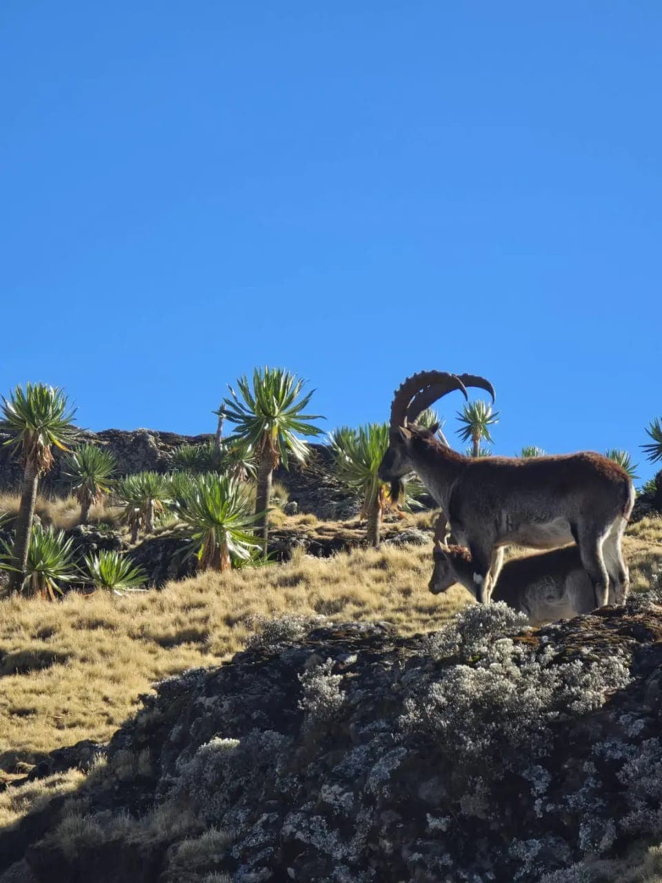 Bale Mountains