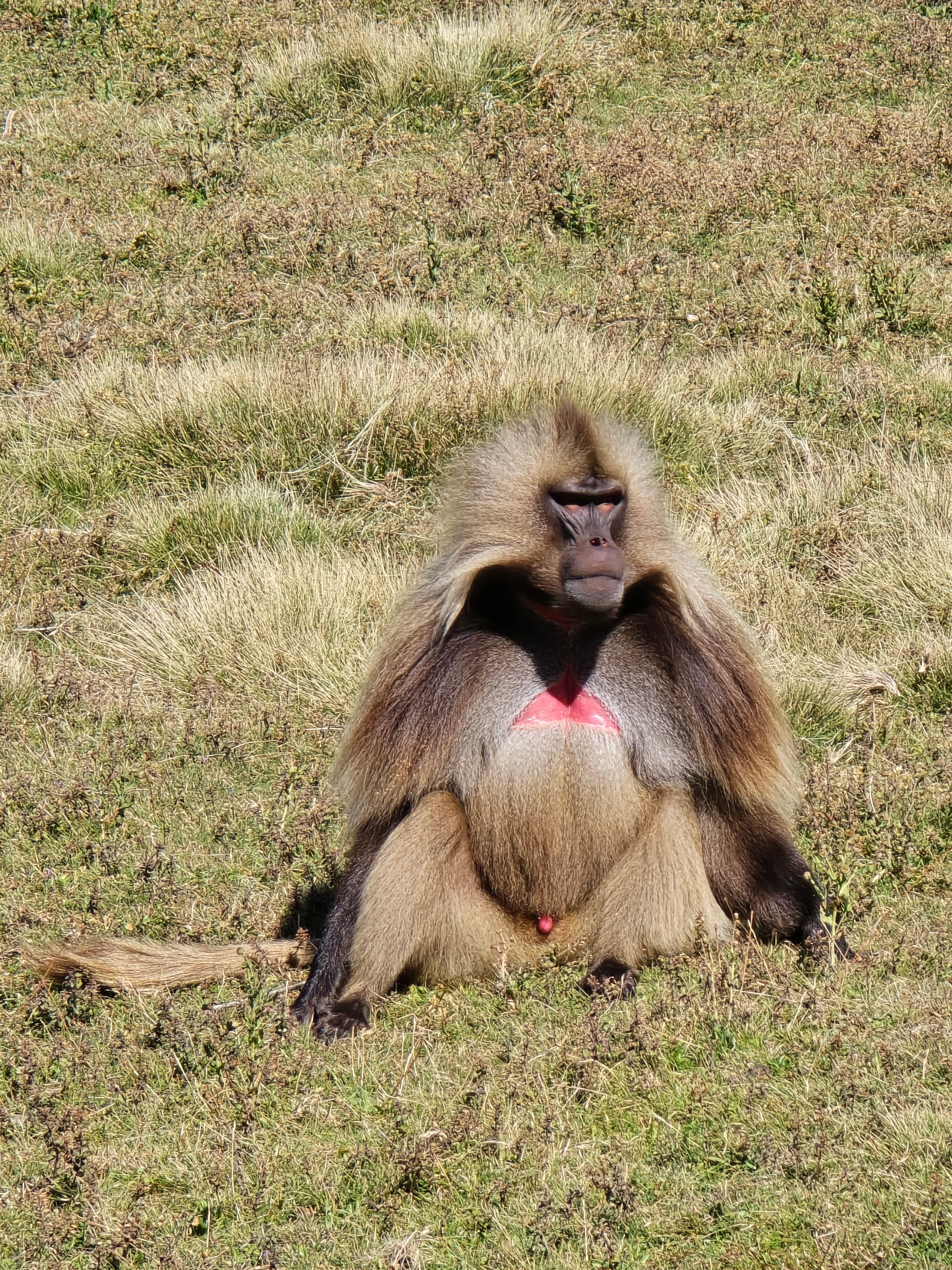 Gelada Monkey Trek in Simien Mountains